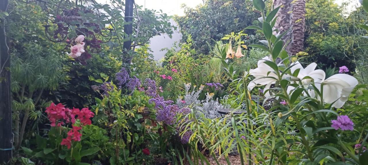 Casa Flora Garden Studio Sauzal Exteriör bild