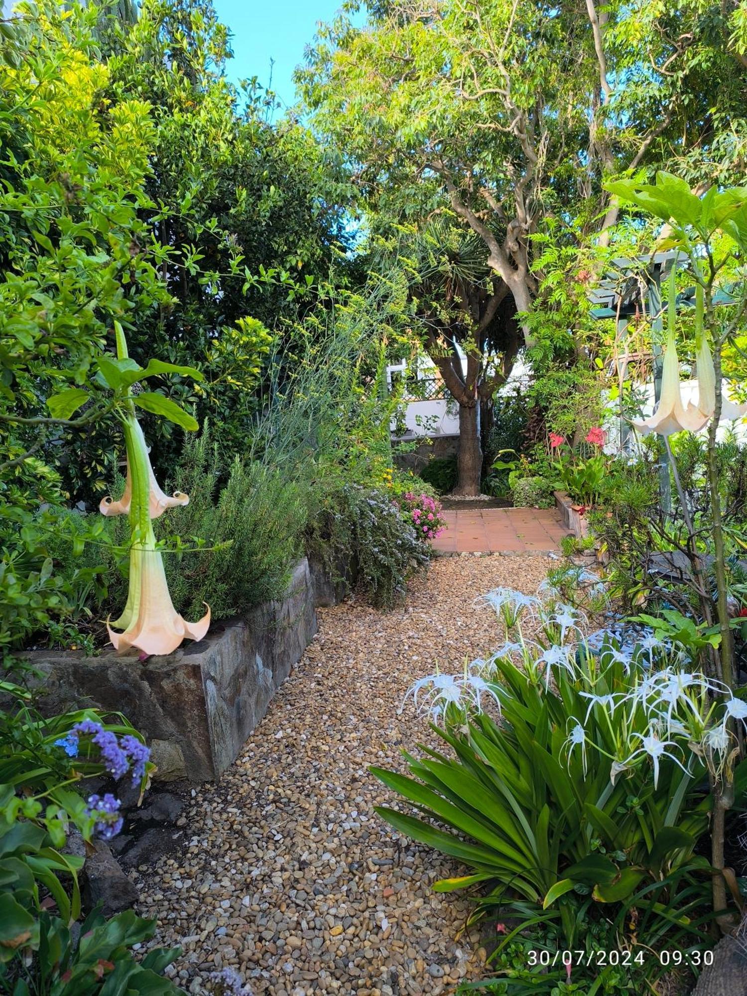 Casa Flora Garden Studio Sauzal Exteriör bild